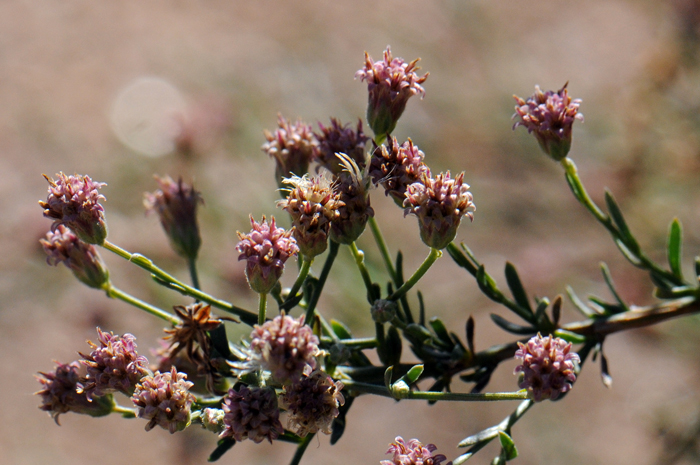 Giant Spanish Needles has numerous pink tubular disk florets as shown here. The bracts surrounding the flower heads are rough to the touch with stiff dense gladular hairs. Palafoxia arida var. gigantea
